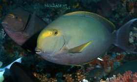 Komodo 2016 - Yellowfin surgeonfish - Chirurgien a nageoires jaunes - Acanthurus xanthopterus - IMG_6753_rc